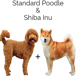 Poo Shi Dog